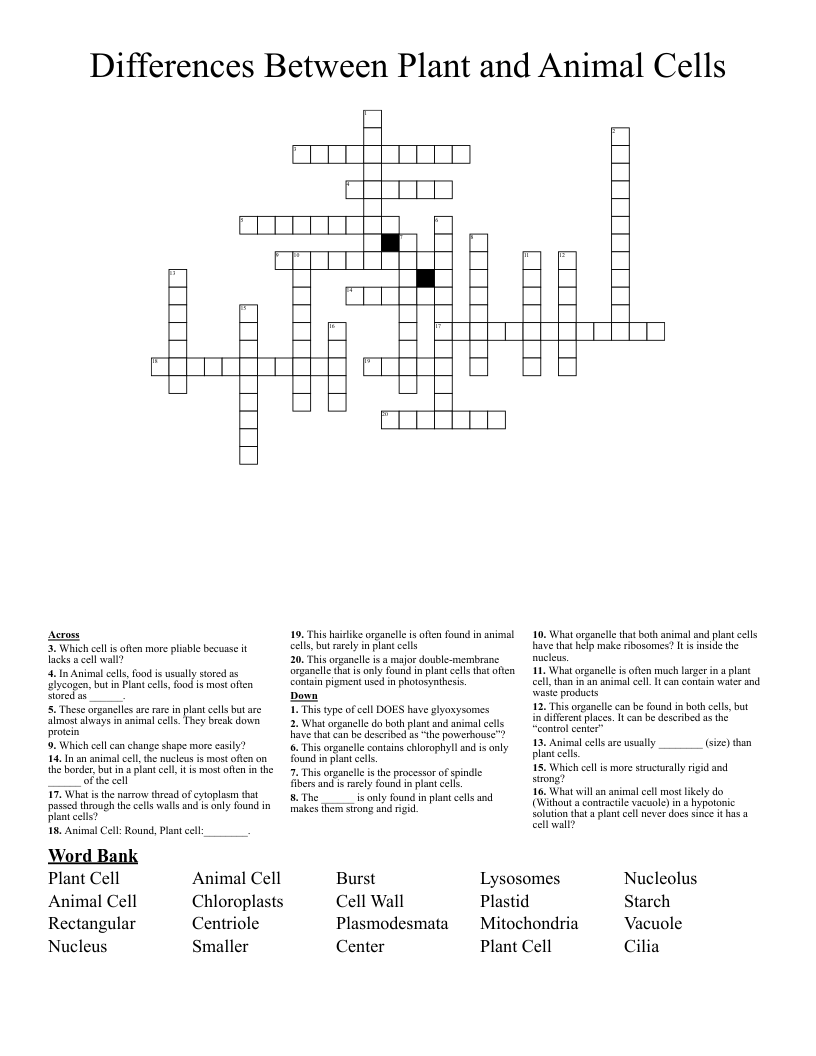 Differences Between Plant and Animal Cells Crossword WordMint