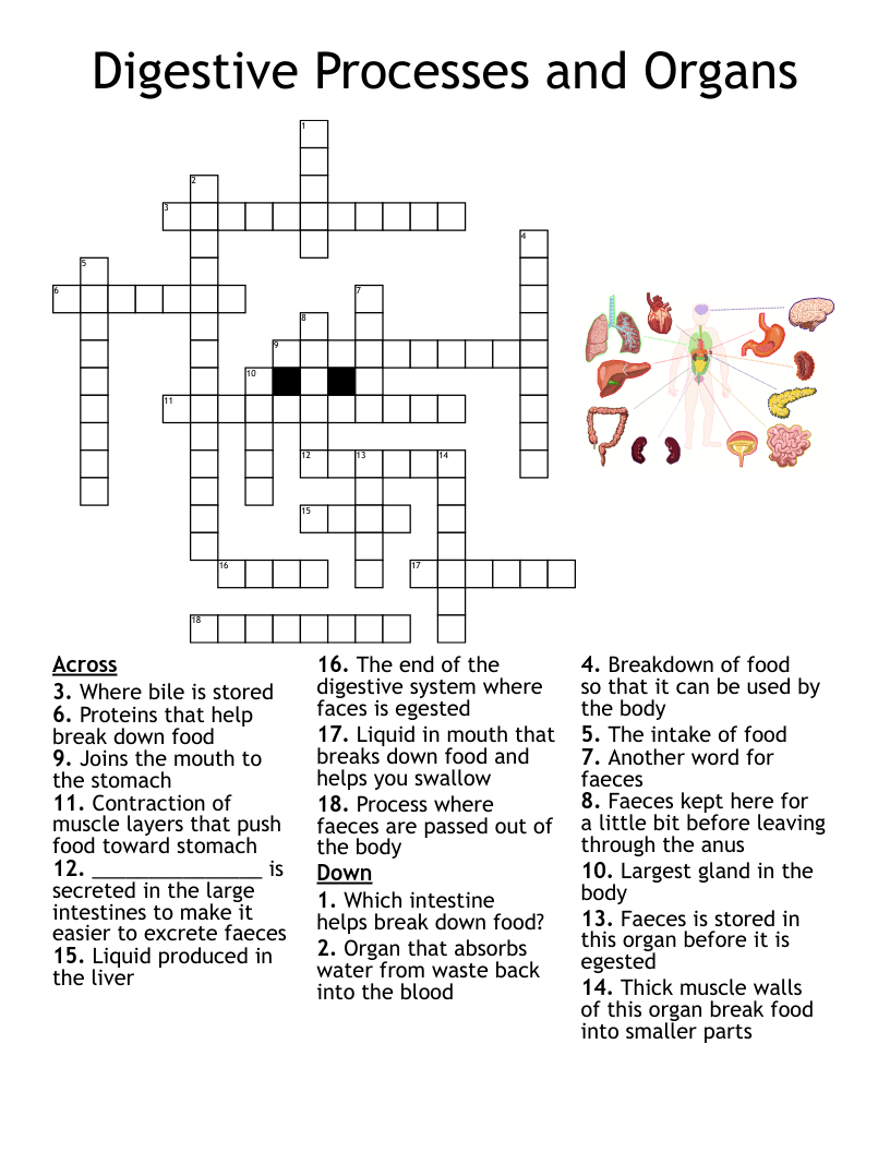 Digestive Processes and Organs Crossword WordMint