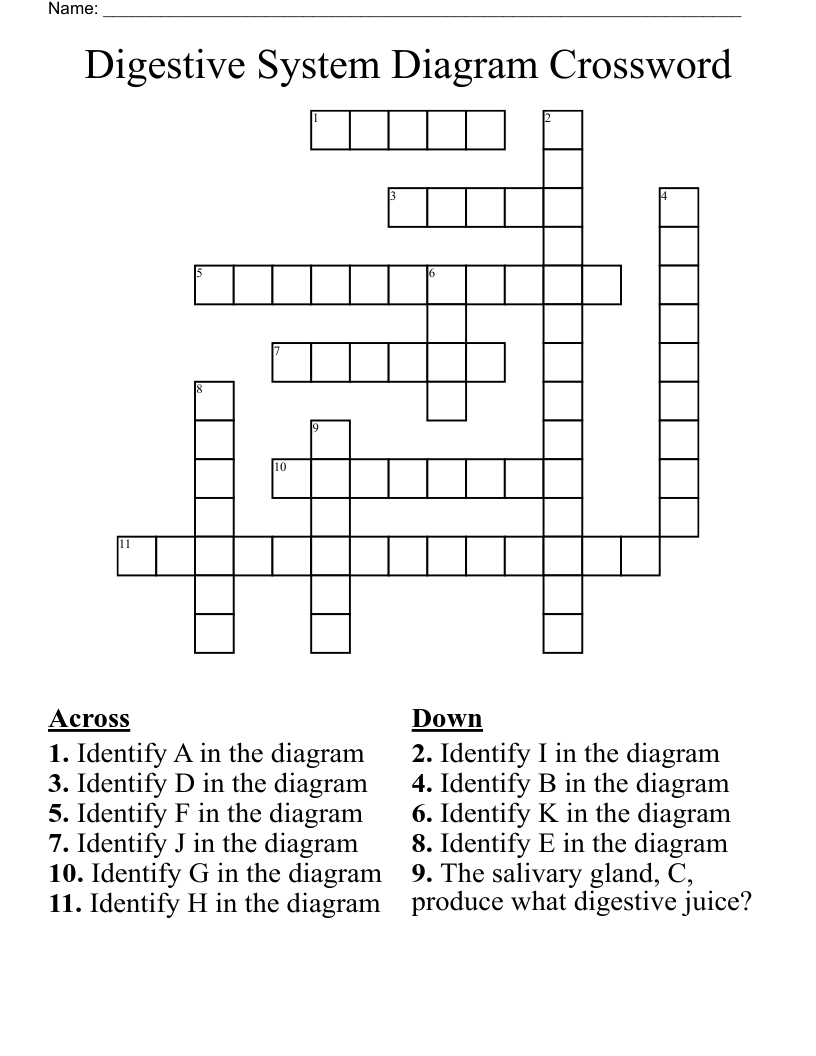Digestive System Diagram Crossword WordMint