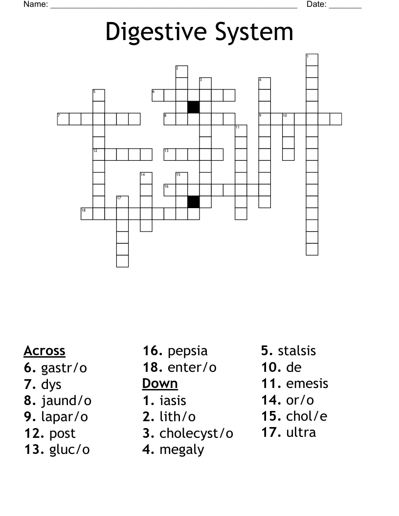 Digestive System Crossword WordMint