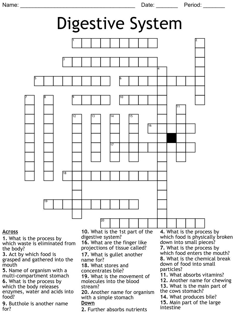 Digestive System Crossword WordMint