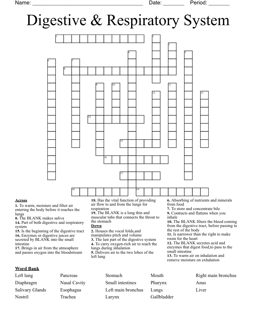 Digestive & Respiratory System Crossword WordMint
