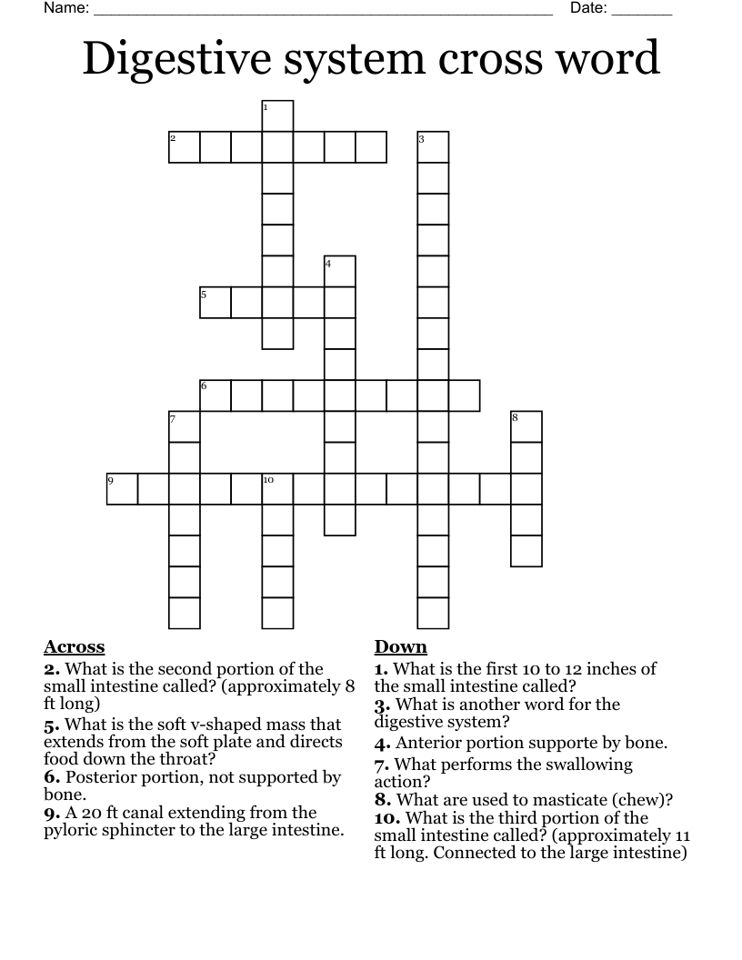 Part Of Small Intestine Crossword prntbl.concejomunicipaldechinu.gov.co