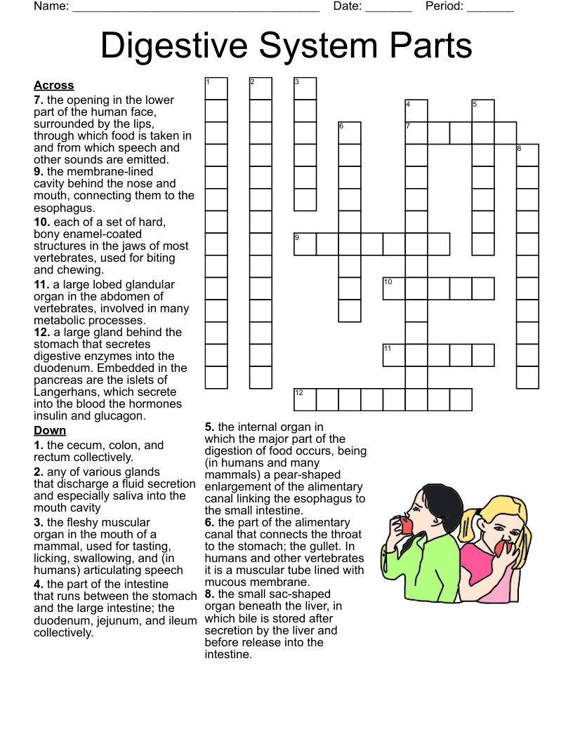 Human Digestive System Crossword - WordMint