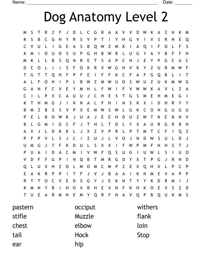 Anatomy Word Search WordMint