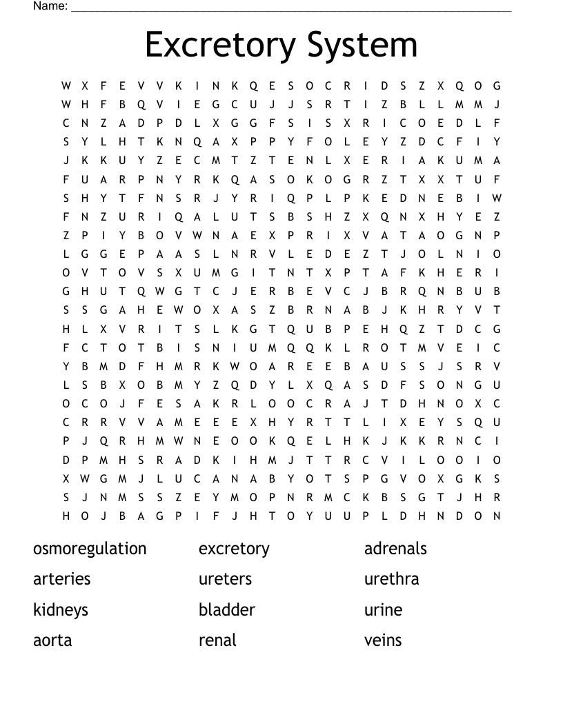 Excretory System Word Search WordMint