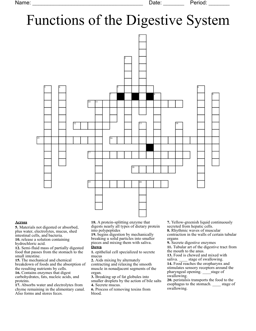 Digestive System Diagram Crossword