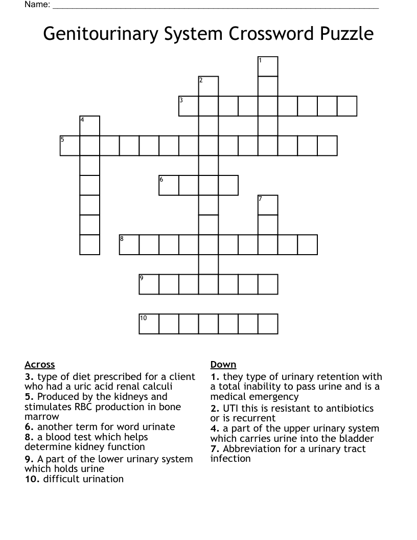 Genitourinary System Crossword Puzzle WordMint