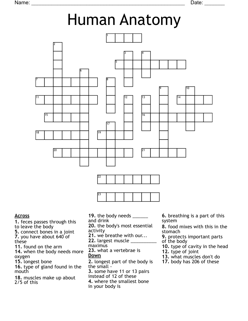 Human Anatomy Crossword WordMint