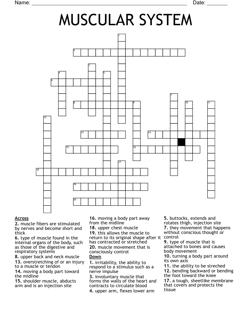 MUSCULAR SYSTEM Crossword WordMint