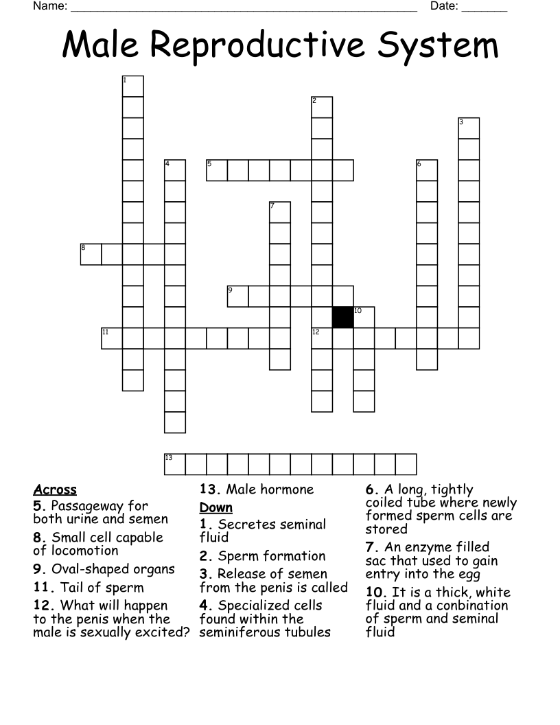 Male Reproductive System Crossword WordMint