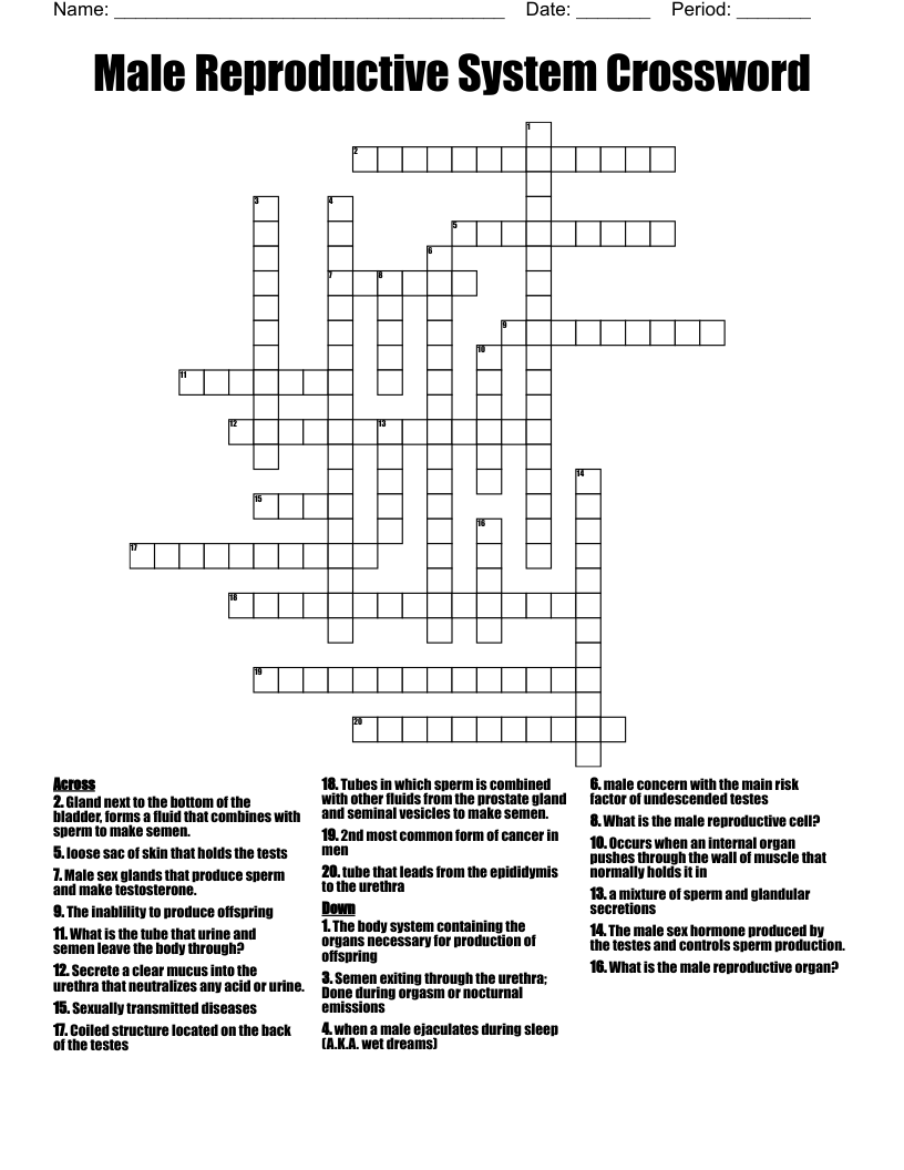 Male Reproductive System Crossword WordMint