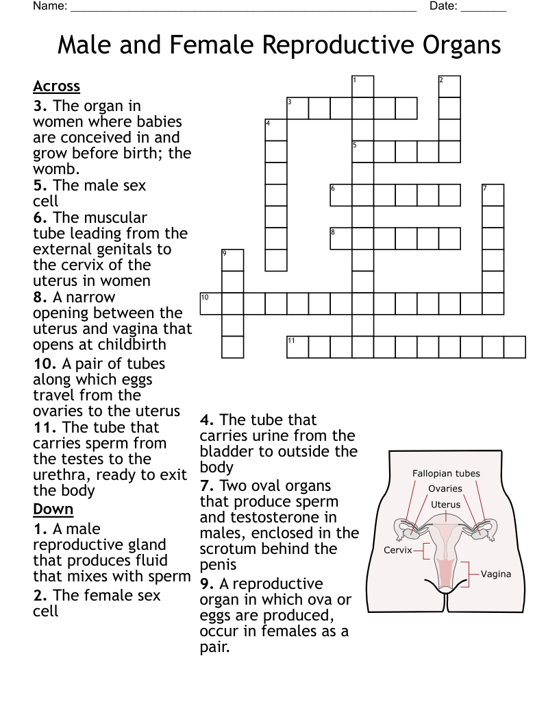 Male and Female Reproductive Organs Crossword WordMint