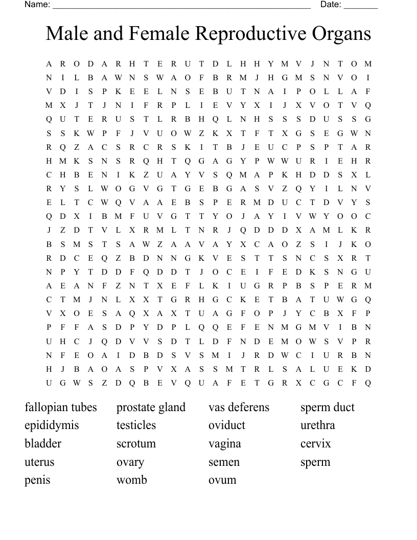 Male and Female Reproductive Organs Word Search - WordMint