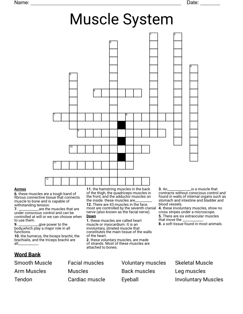 Muscle System Crossword WordMint