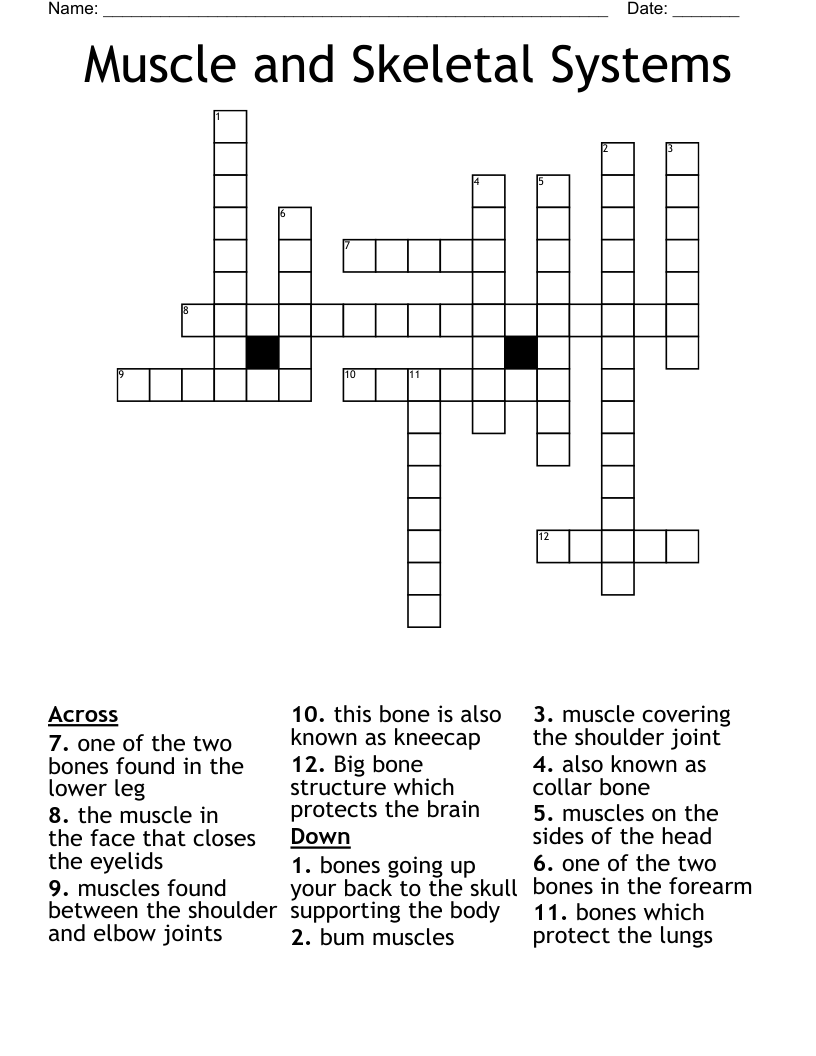 Muscle and Skeletal Systems Crossword WordMint