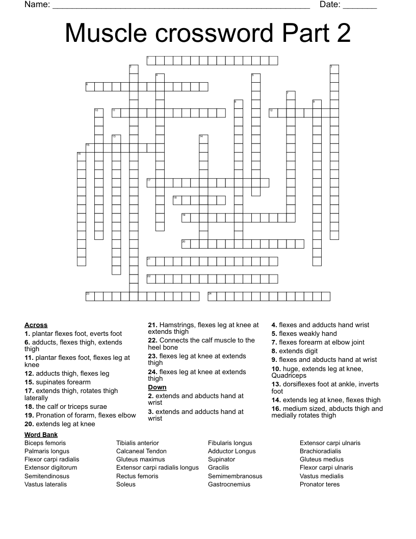 Muscle crossword Part 2 WordMint