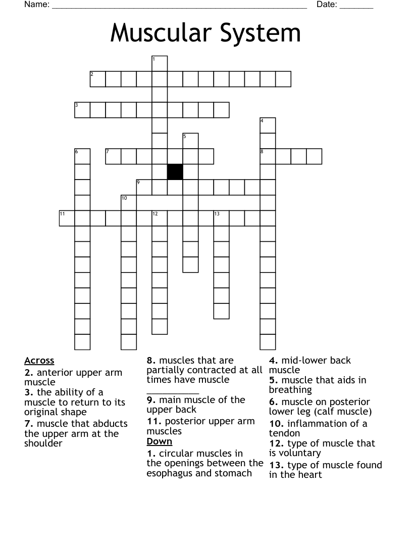 Muscular System Crossword WordMint