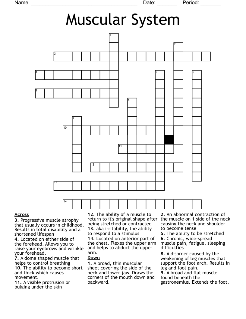 Muscular System Crossword WordMint