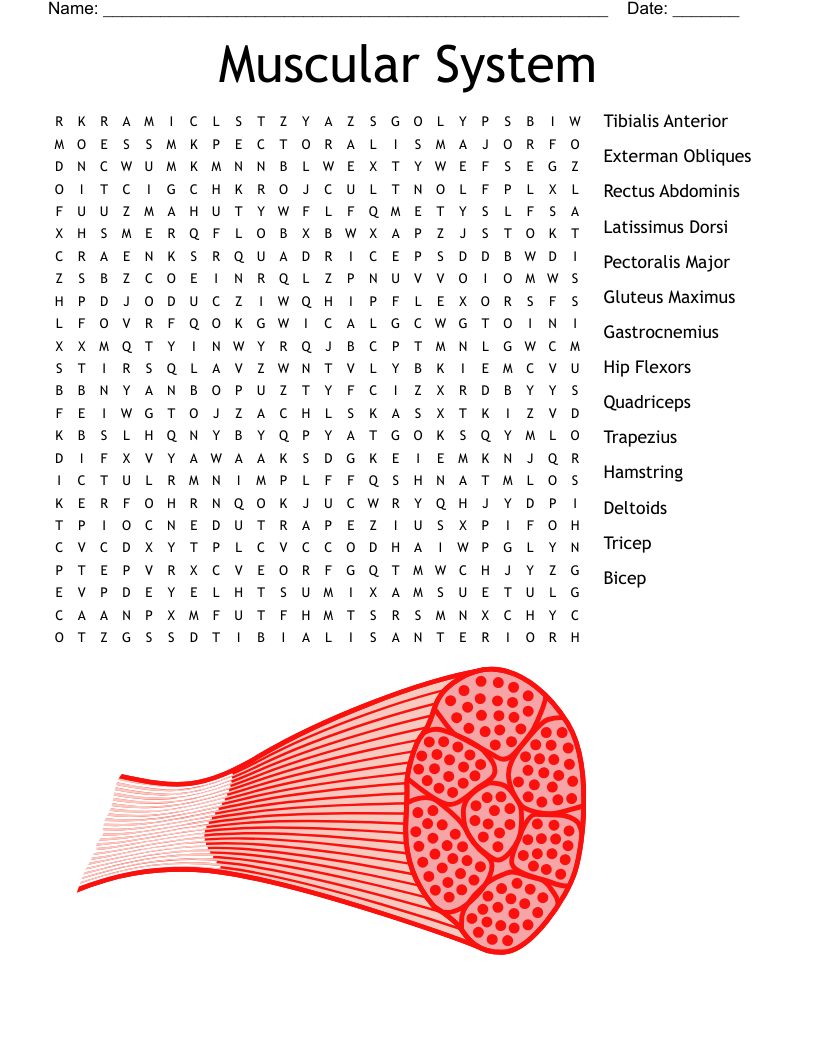Muscular System Word Search - WordMint