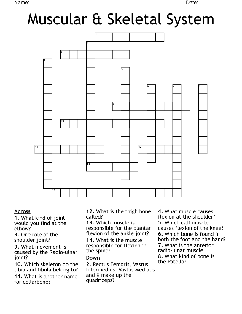 Muscular & Skeletal System Crossword WordMint