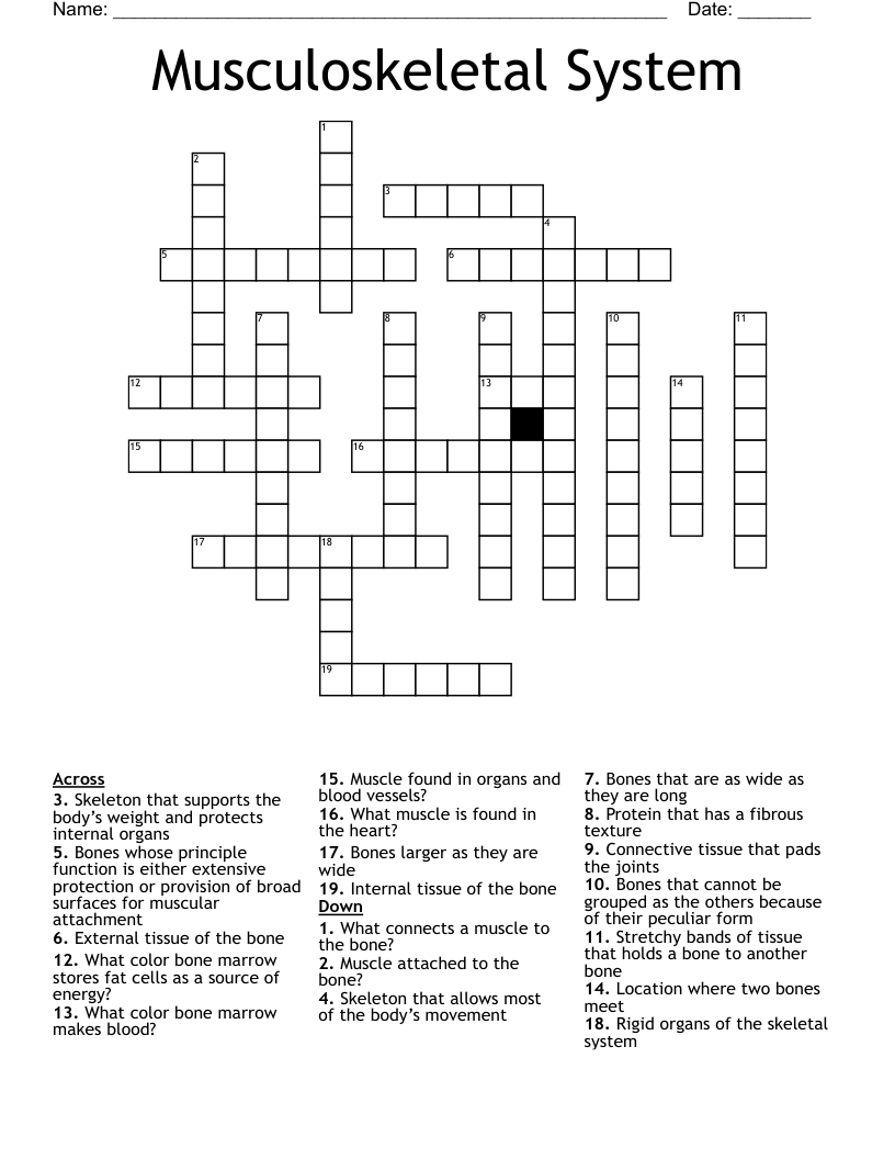 Musculoskeletal System Crossword WordMint