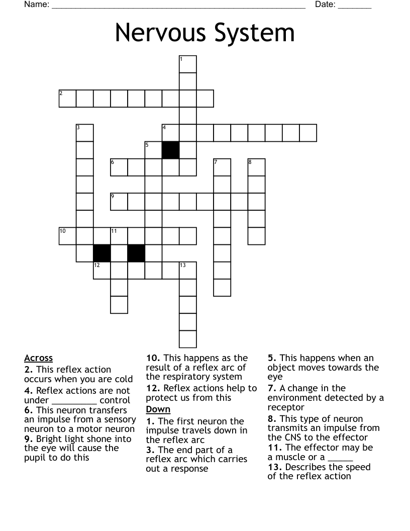 Nervous System Crossword WordMint