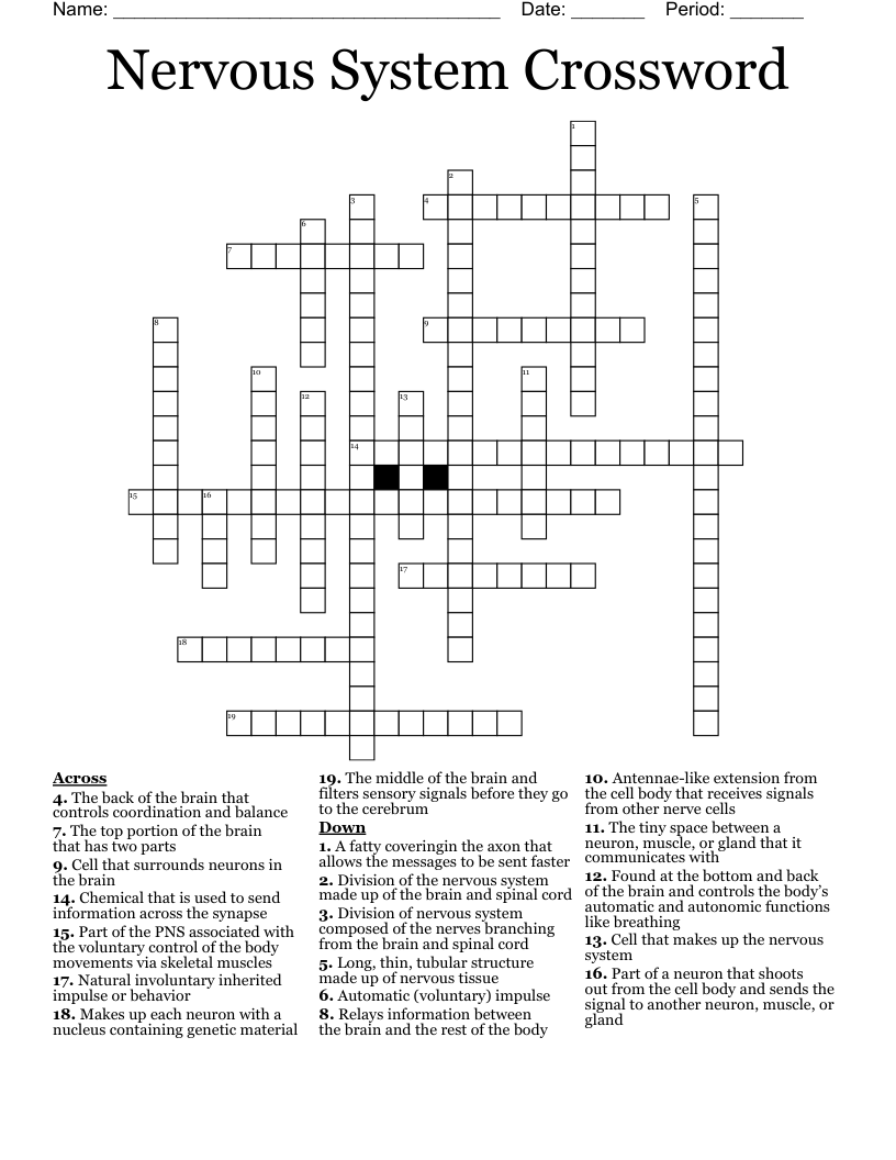 Nervous System Crossword - WordMint
