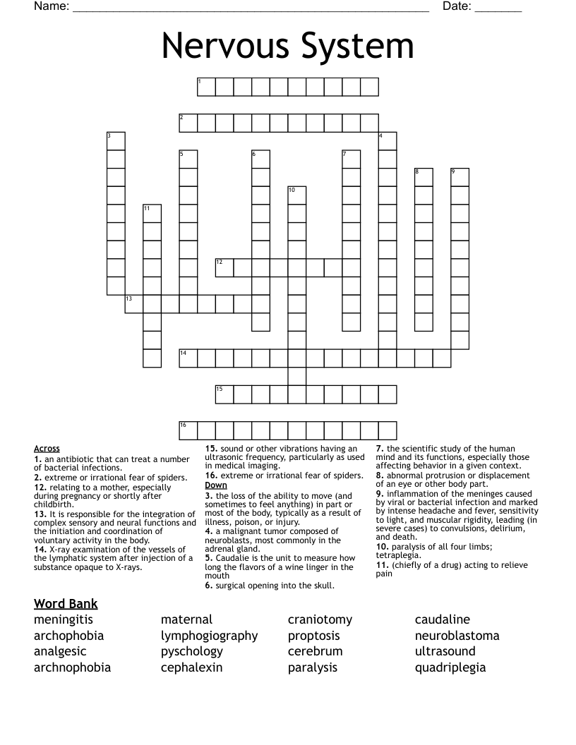 Nervous System Crossword WordMint