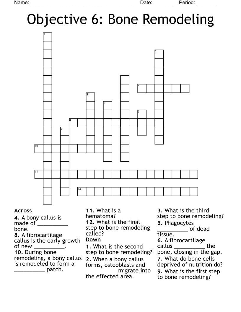 Objective 6 Bone Remodeling Crossword WordMint