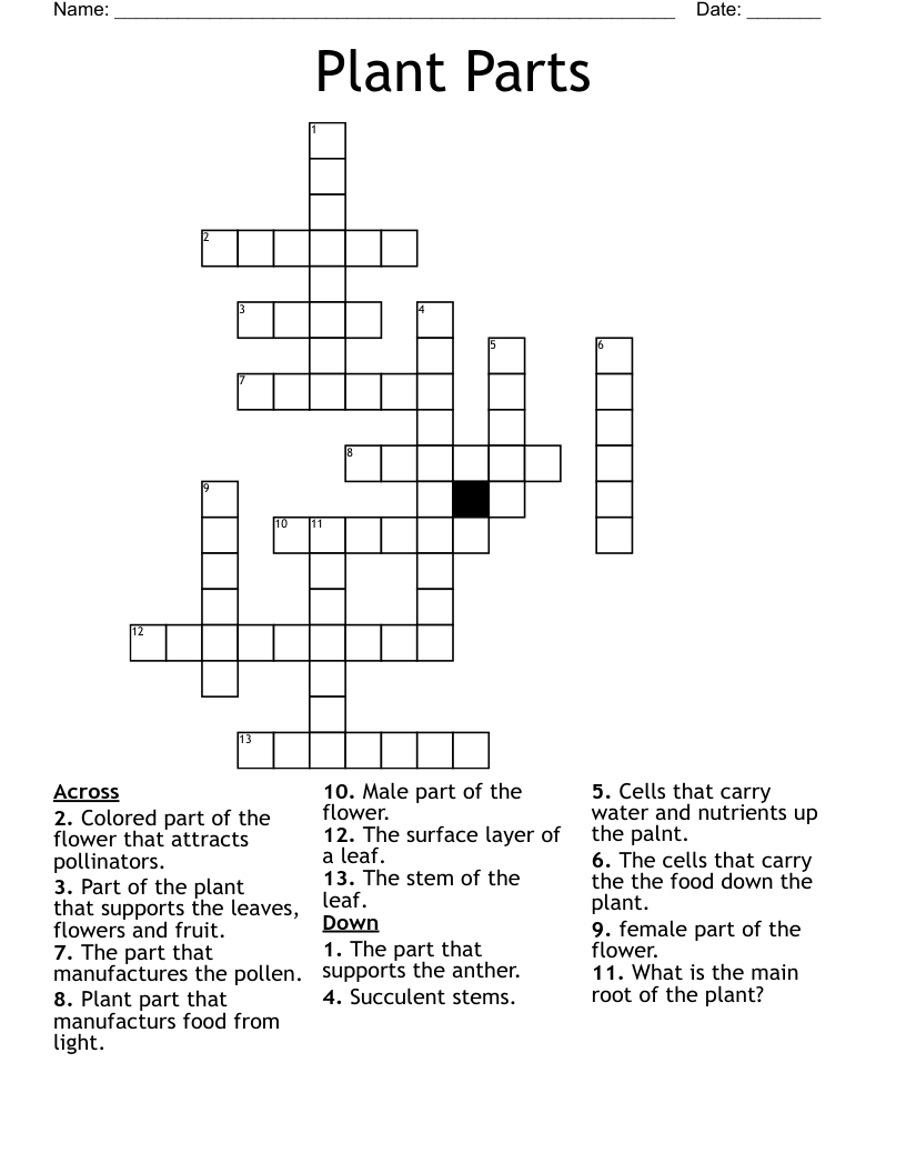 Plant Parts Crossword WordMint