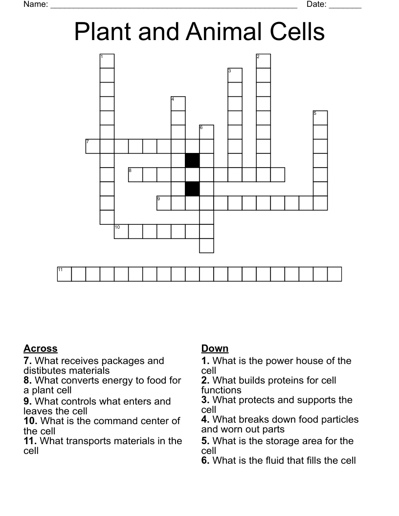 Plant and Animal Cells Crossword WordMint