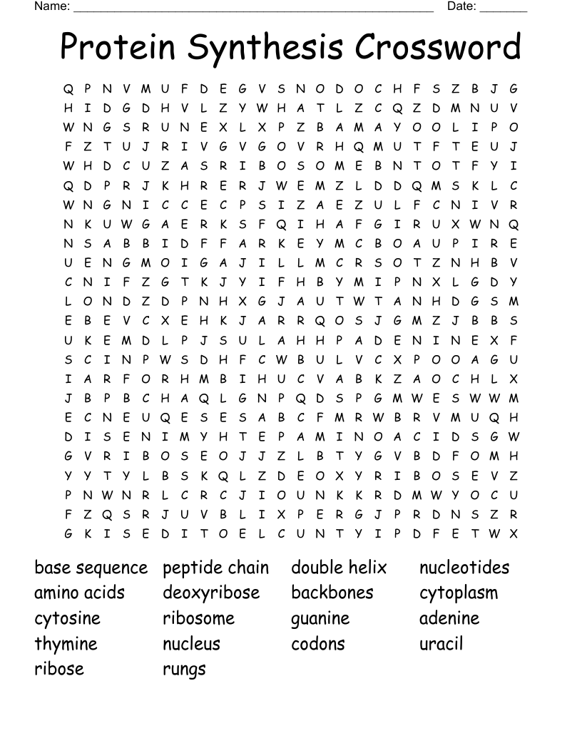 Protein Synthesis Crossword Word Search WordMint
