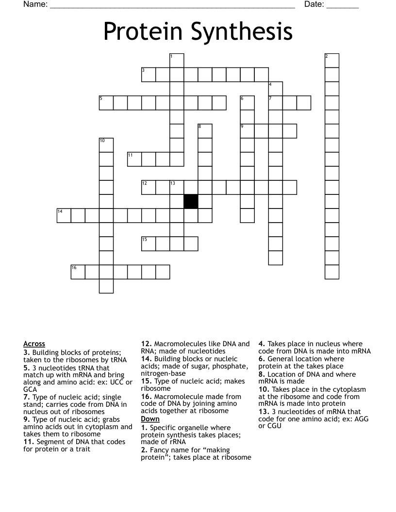 Protein Synthesis Crossword WordMint