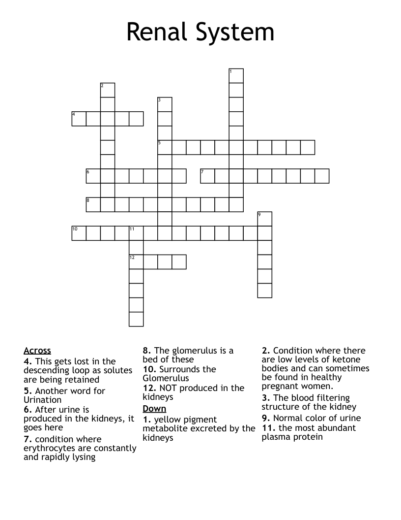 Renal System Crossword WordMint