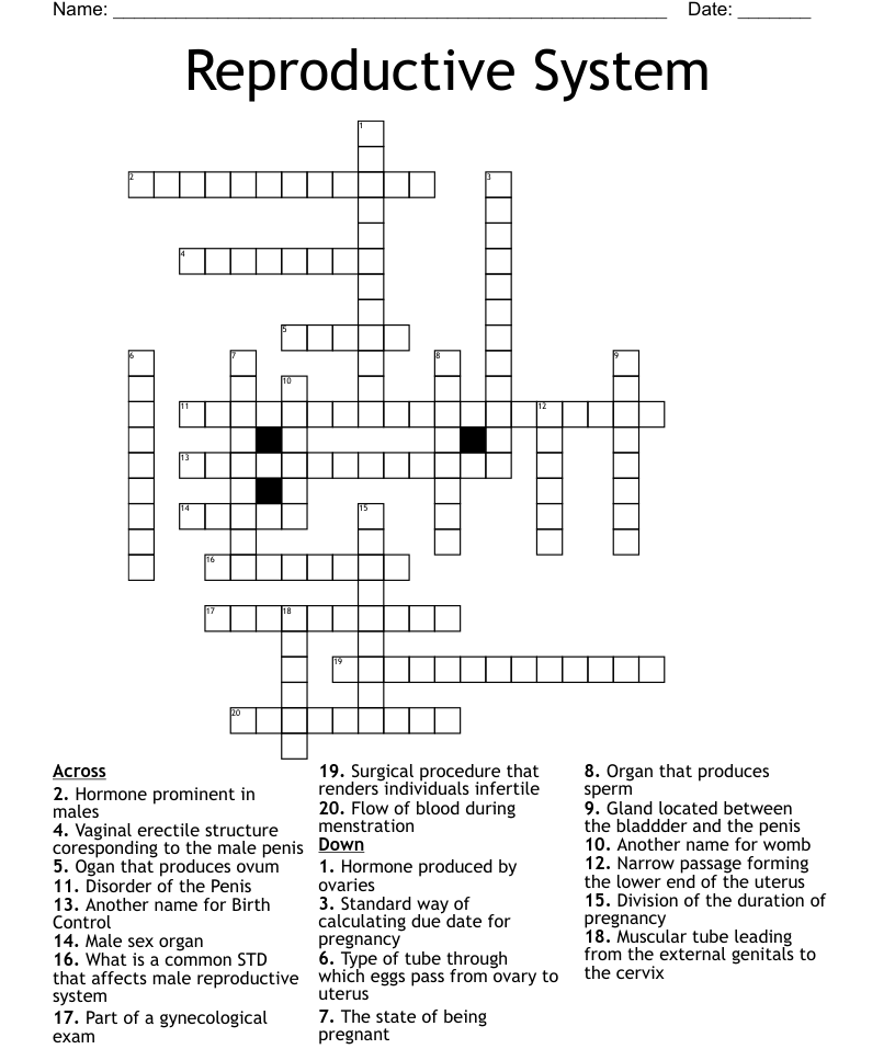 Reproductive System Crossword WordMint