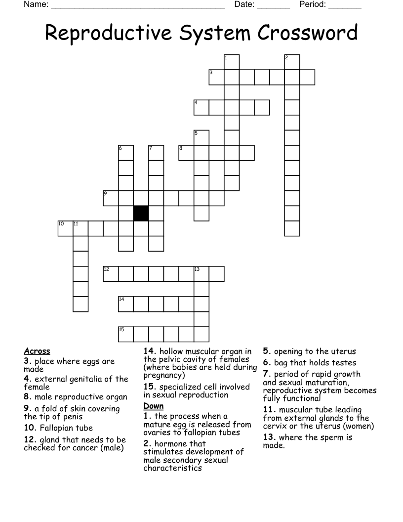 Reproductive System Crossword WordMint
