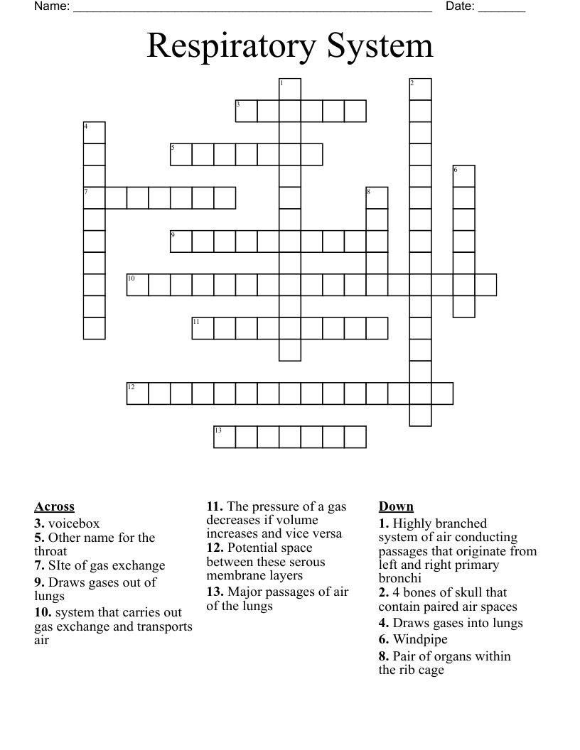 Respiratory System Crossword WordMint