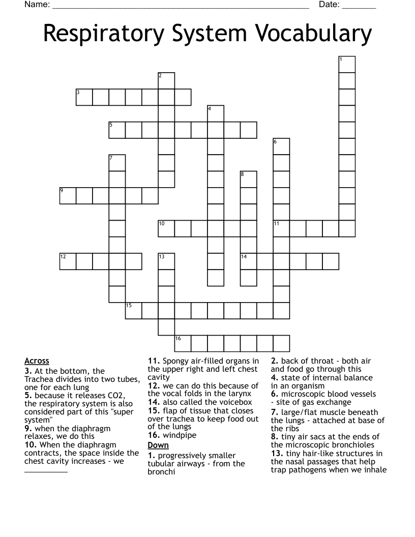 Respiratory System Vocabulary Crossword WordMint
