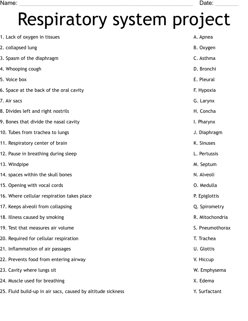 Respiratory system project Worksheet WordMint