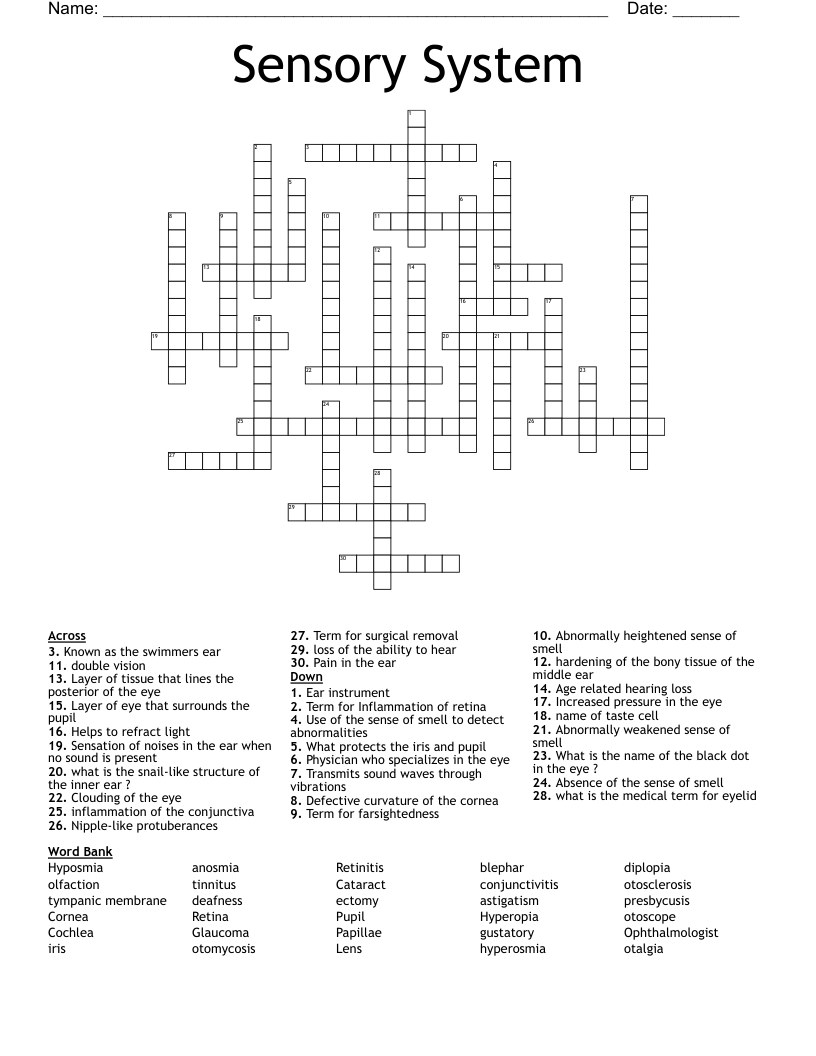 Special Senses Crossword WordMint