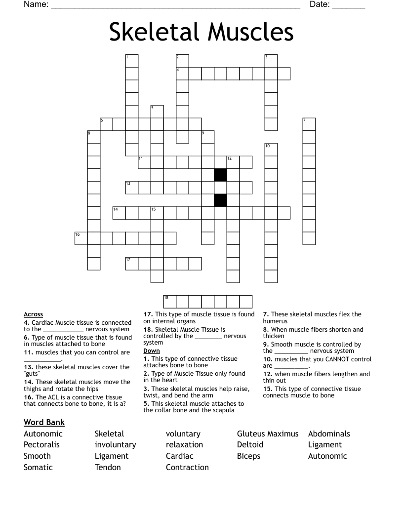 Skeletal Muscles Crossword WordMint