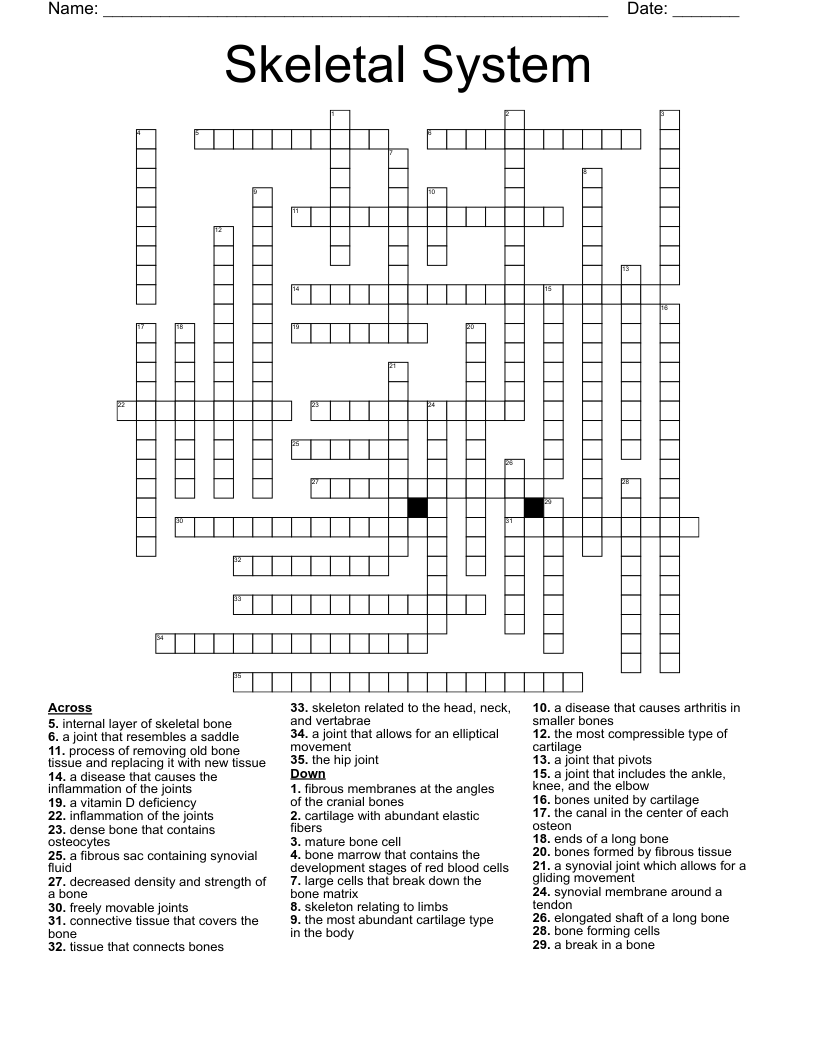 Bone Anatomy Crossword Skeleton In Your Body Crossword Wordmint