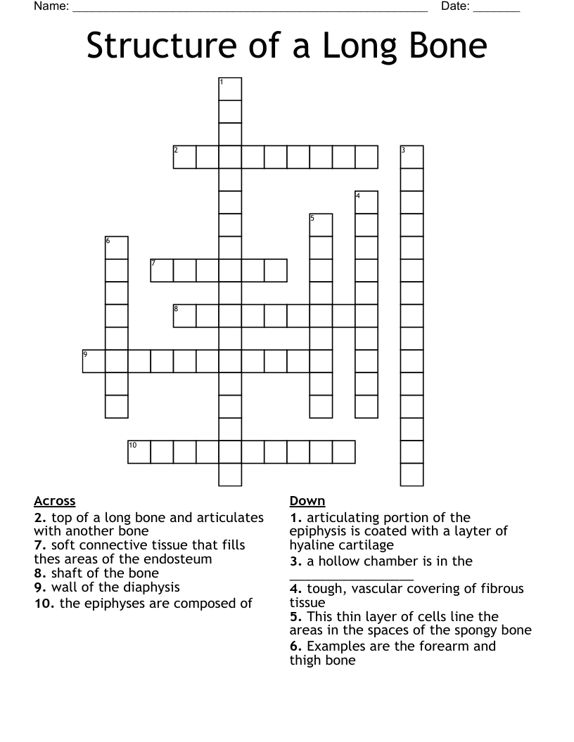Structure of a Long Bone Crossword WordMint