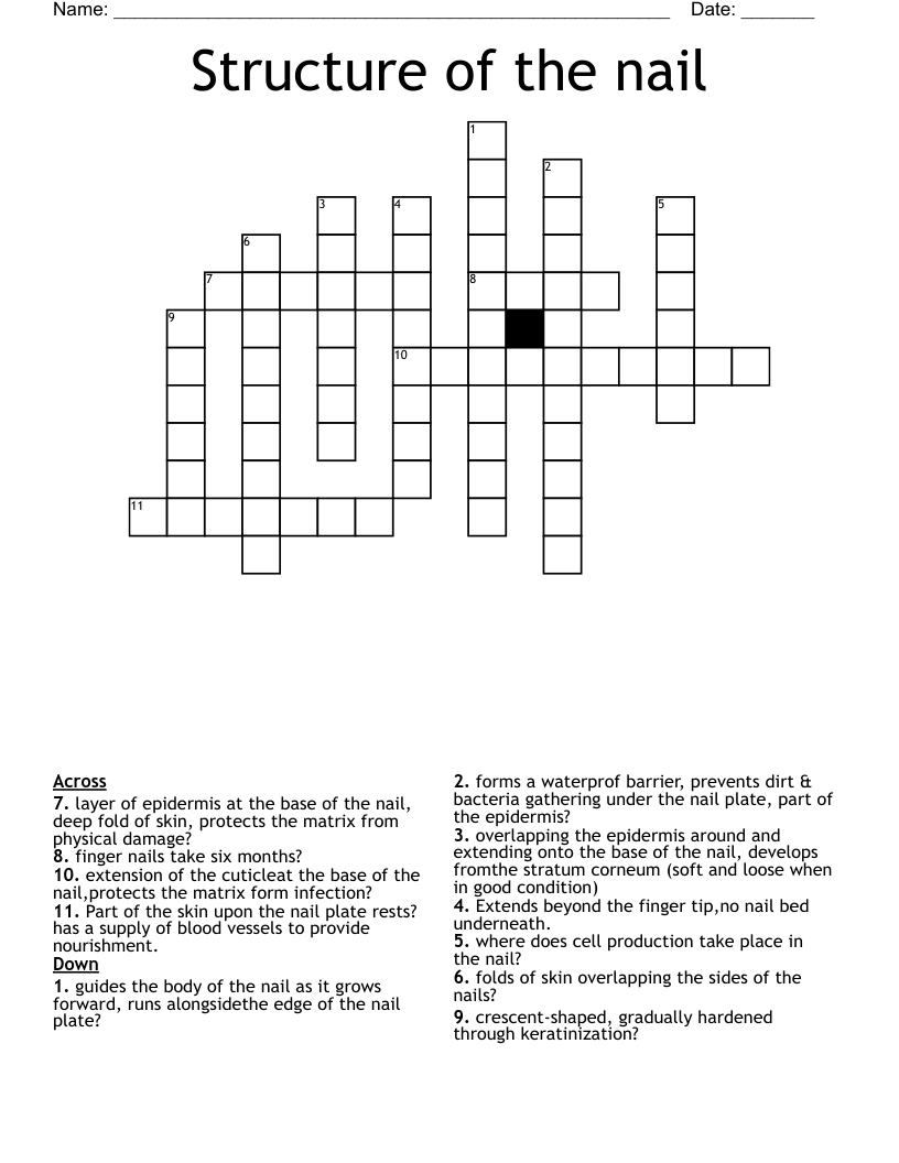 Structure of the nail Crossword WordMint