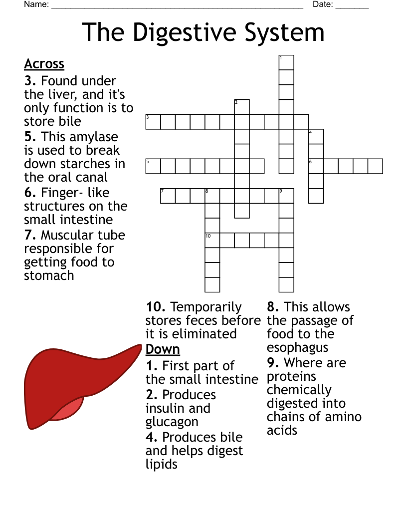 Digestive System Crossword - WordMint