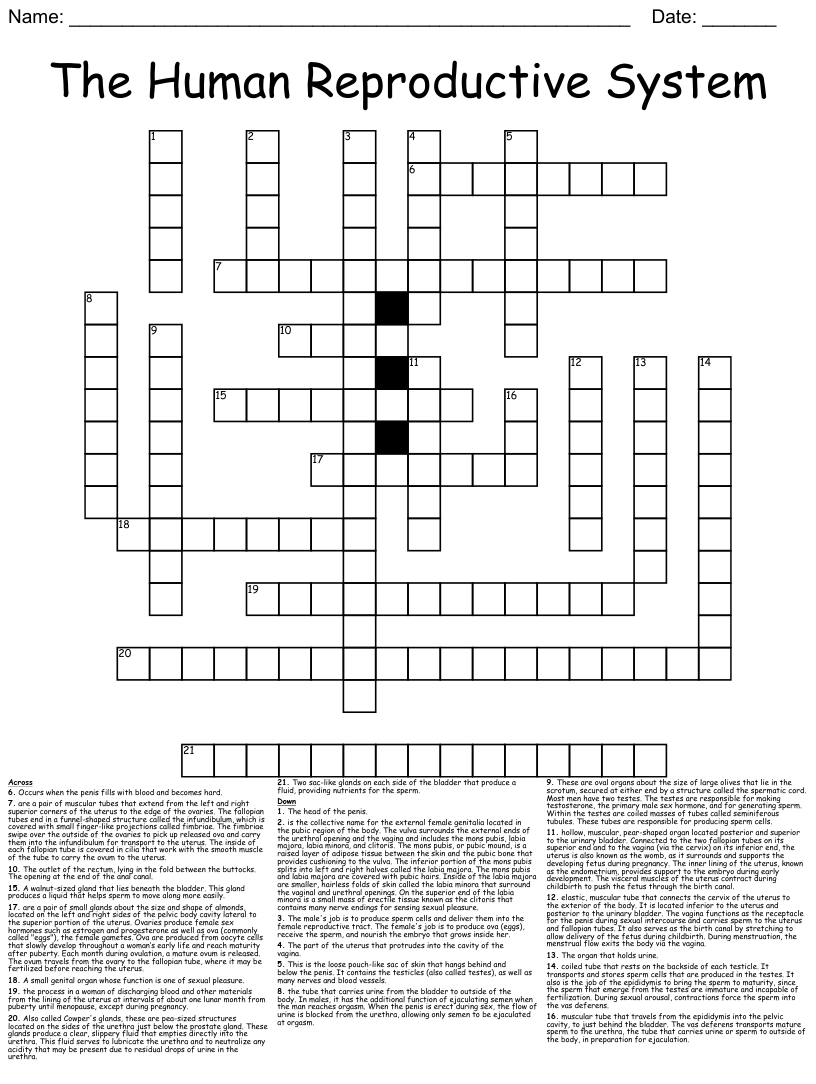 Male and Femail Reproductive system Crossword WordMint