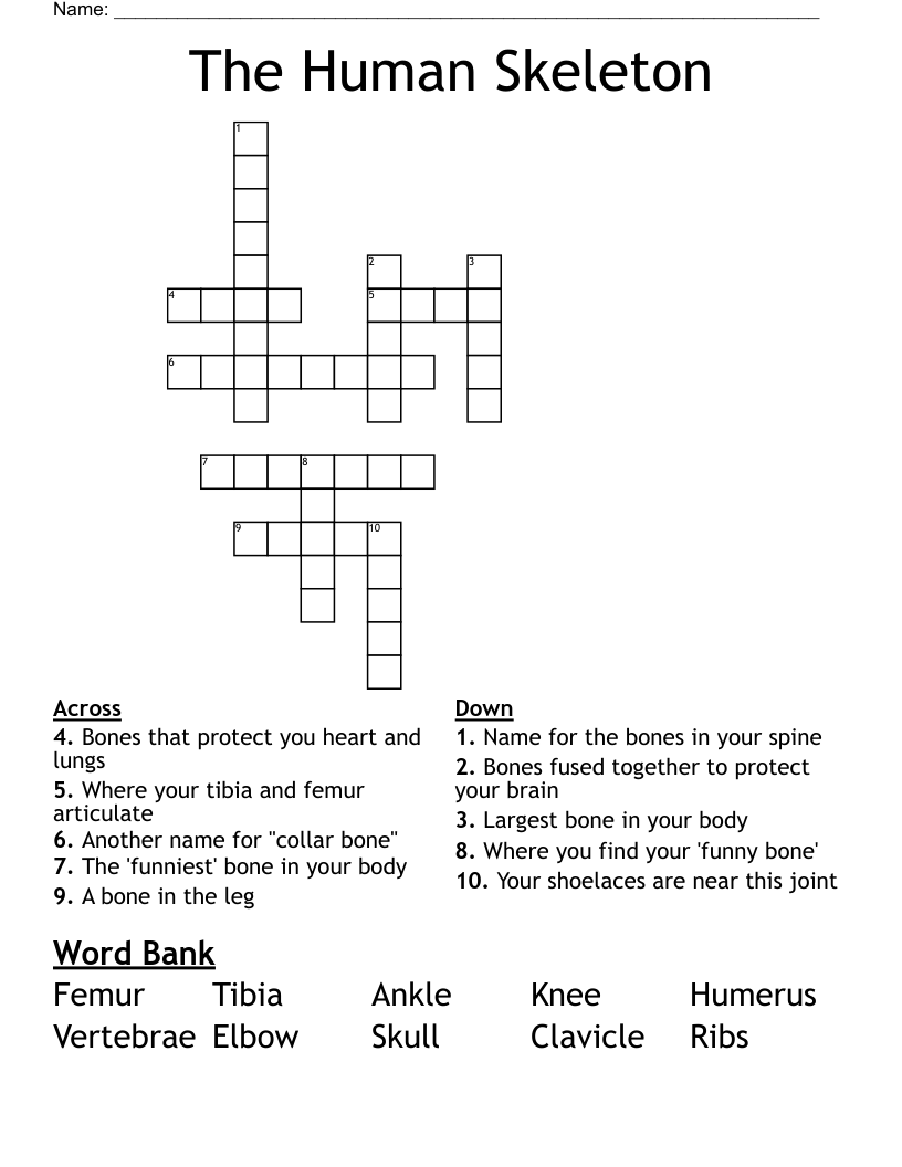 The Human Skeleton Crossword WordMint