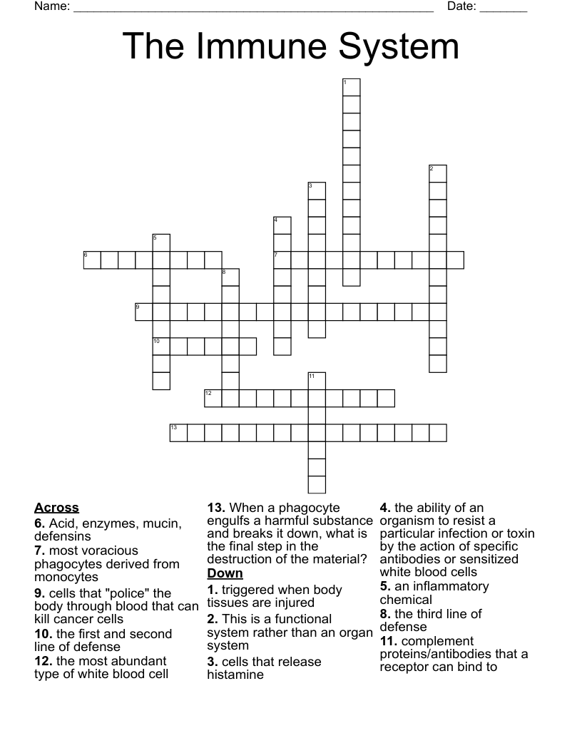 The Immune System Crossword WordMint