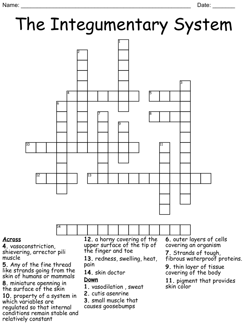 Skin Crossword WordMint